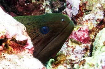 Green Moray